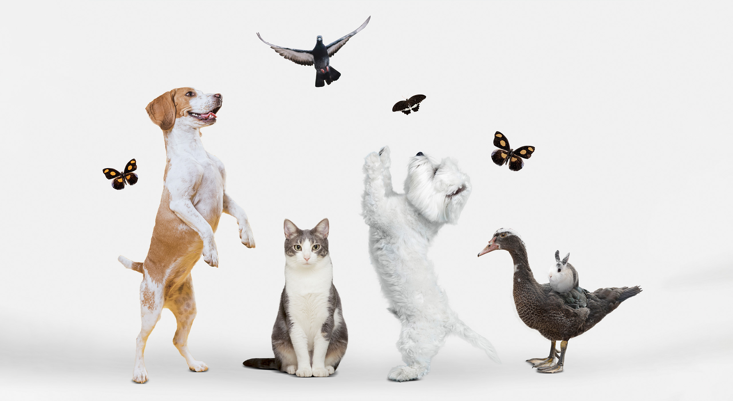 Como escolher um Seguro para o seu Animal de Estimação?